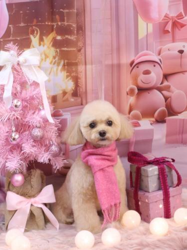 20241219むぎちゃん